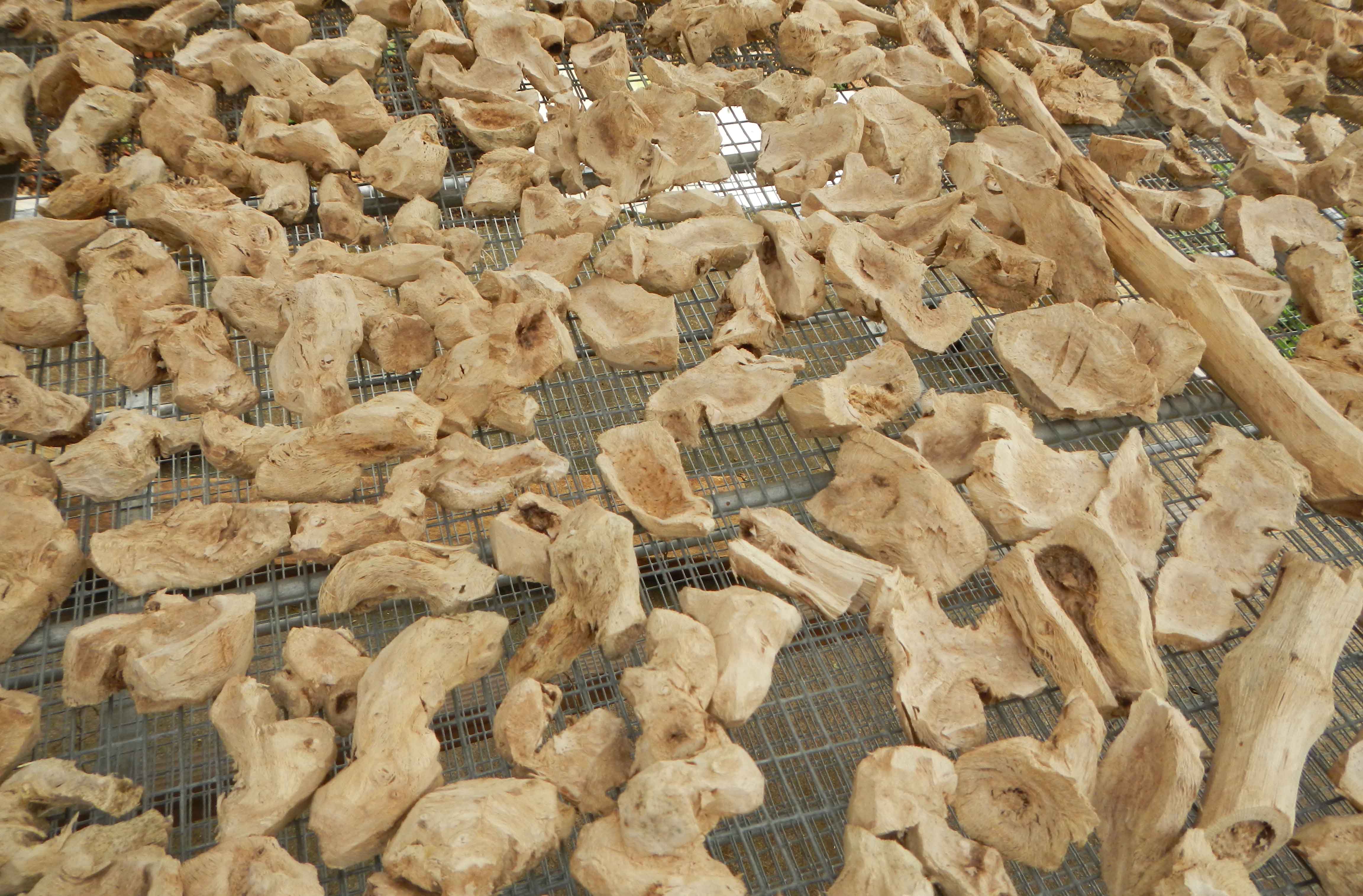 Effects of Kava Kalm with Kava