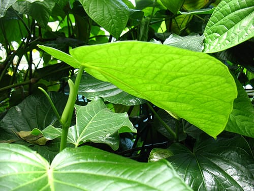 Kava Plant Kava for Anxiety