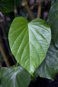 Kava Plant