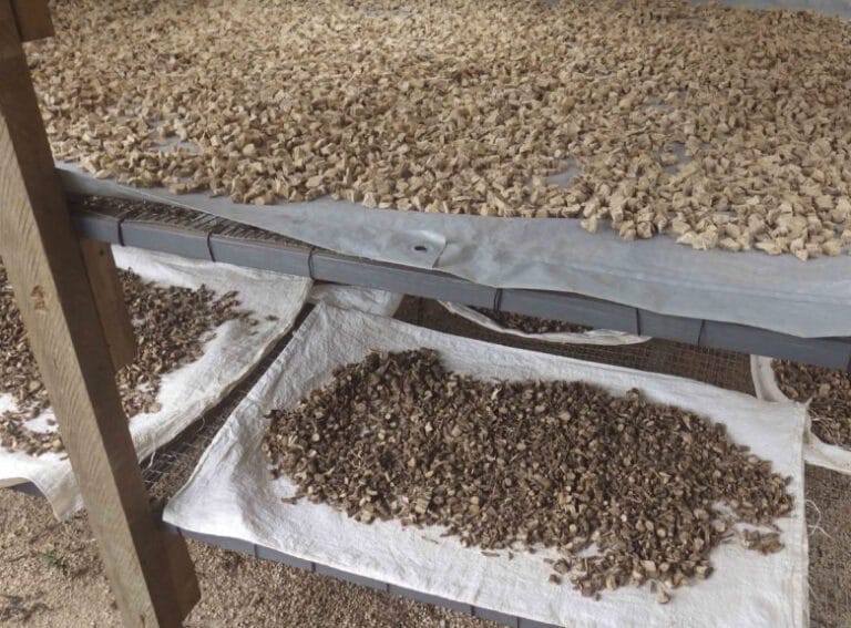 raw kava root varieties sorted on wire racks in Vanuatu