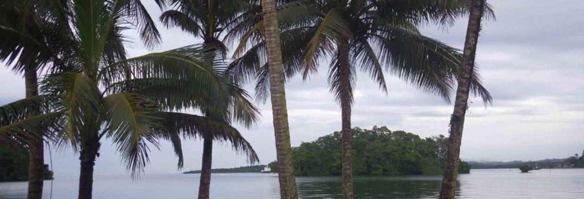 fiji-beach-palm-trees palm trees and bay on a beach in Fiji
