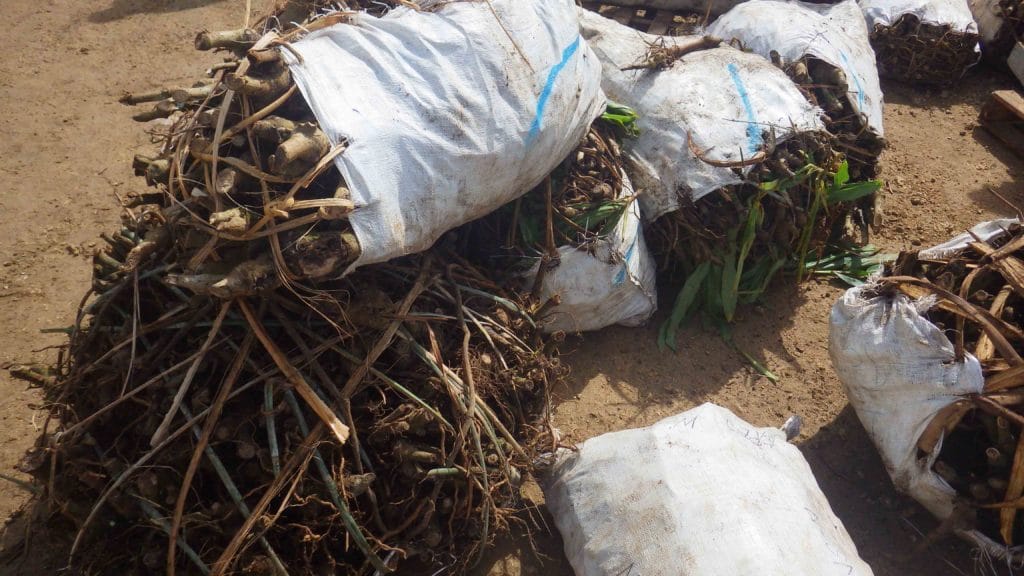 bags of raw and unprocessed kava root in Vanuatu
