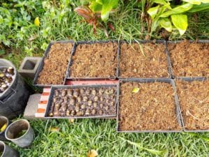 Kava Cuttings Planted