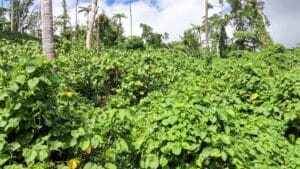Kava Farm in Fiji