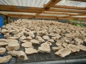 Kava Root Pieces Being Dried