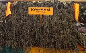 Waka - Roots of the Kava Plant