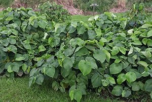 Crop of Kava Plants