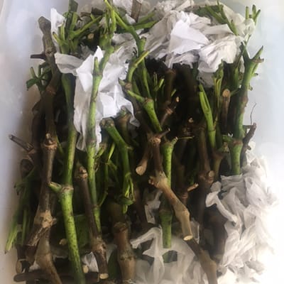 Kava Plant Nodes
