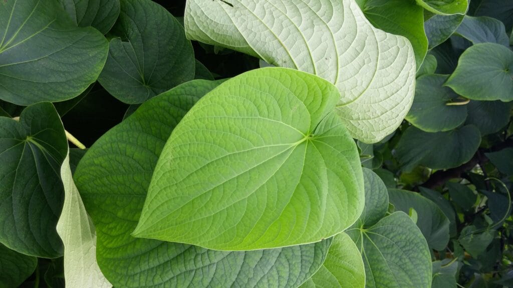 Fiji Vula Waka Kava Plant
