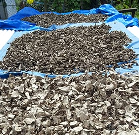 Fresh dried kava root is the best kava