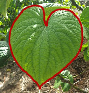 Heart Shaped Kava Leaf outlined in red