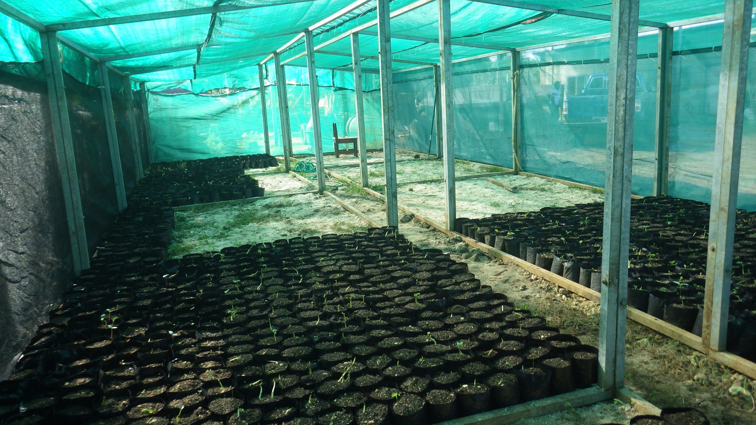 Kava Plant Nursery