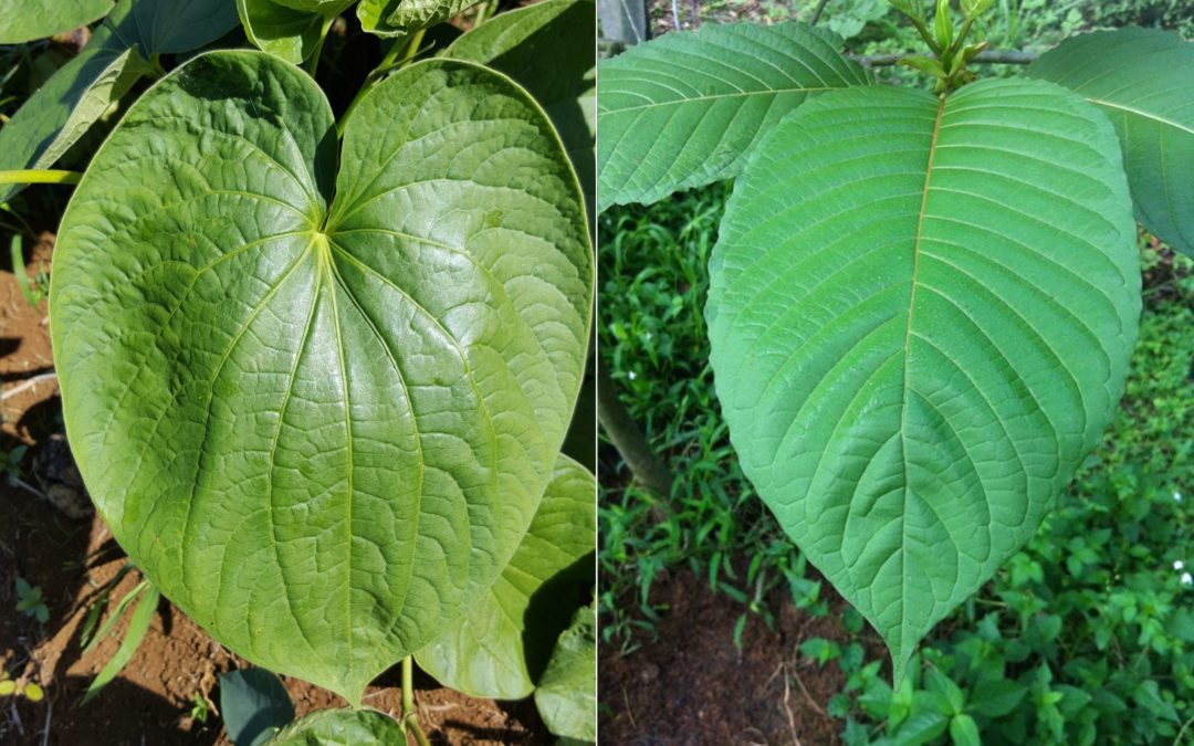 Kava vs Kratom: The Important Differences You Need to Know